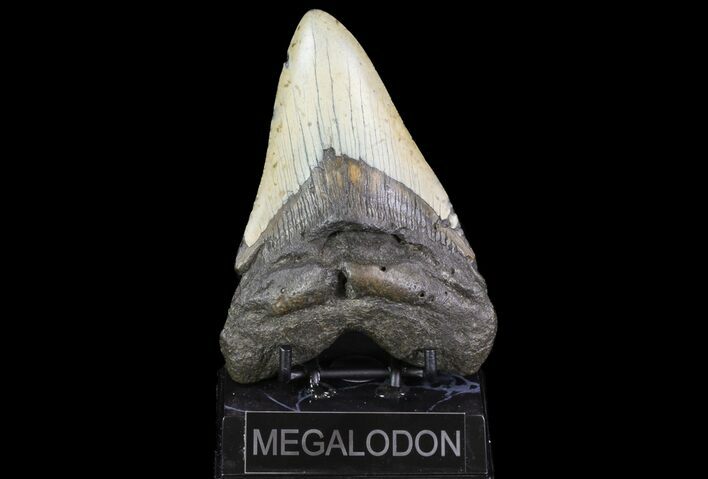Large, Fossil Megalodon Tooth - North Carolina #75507